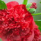 25 SCARLET DOUBLE Red HOLLYHOCK Alcea Rosea Flower Seeds Perennial
