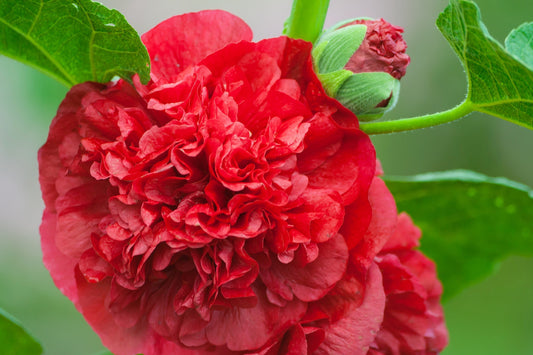 25 SCARLET DOUBLE Red HOLLYHOCK Alcea Rosea Flower Seeds Perennial