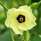 300 CLEMSON Spineless GREEN OKRA Abelmoscgus Esculentus Vegetable Seeds