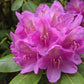 50 Rosebay RHODODENDRON Maximum White Pink Laurel Bush Shrub Flower Seeds