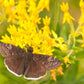 10 Bright YELLOW MILKWEED Butterfly Weed Asclepias Tuberosa Monarch Flower Seeds