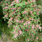 50 Tatarian Asian HONEYSUCKLE Lonicera Tatarica Pink Flower Shrub Bush Seeds