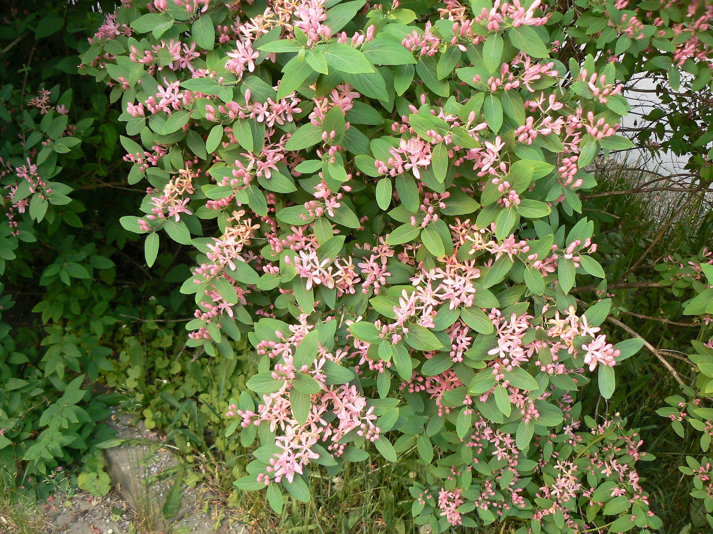 50 Tatarian Asian HONEYSUCKLE Lonicera Tatarica Pink Flower Shrub Bush Seeds