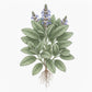 SAGE Seeds
