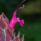 10 Organic California HUMMINGBIRD SAGE Salvia Spathacea Magenta Red Flower Herb Seeds