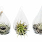 SALE - Set of 3 Funky Teardrop Terrariums with Flat Bottoms
