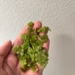 Water Spangles/Salvinia Minima