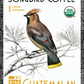 SongBird Guatemalan