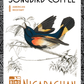 SongBird Nicaraguan