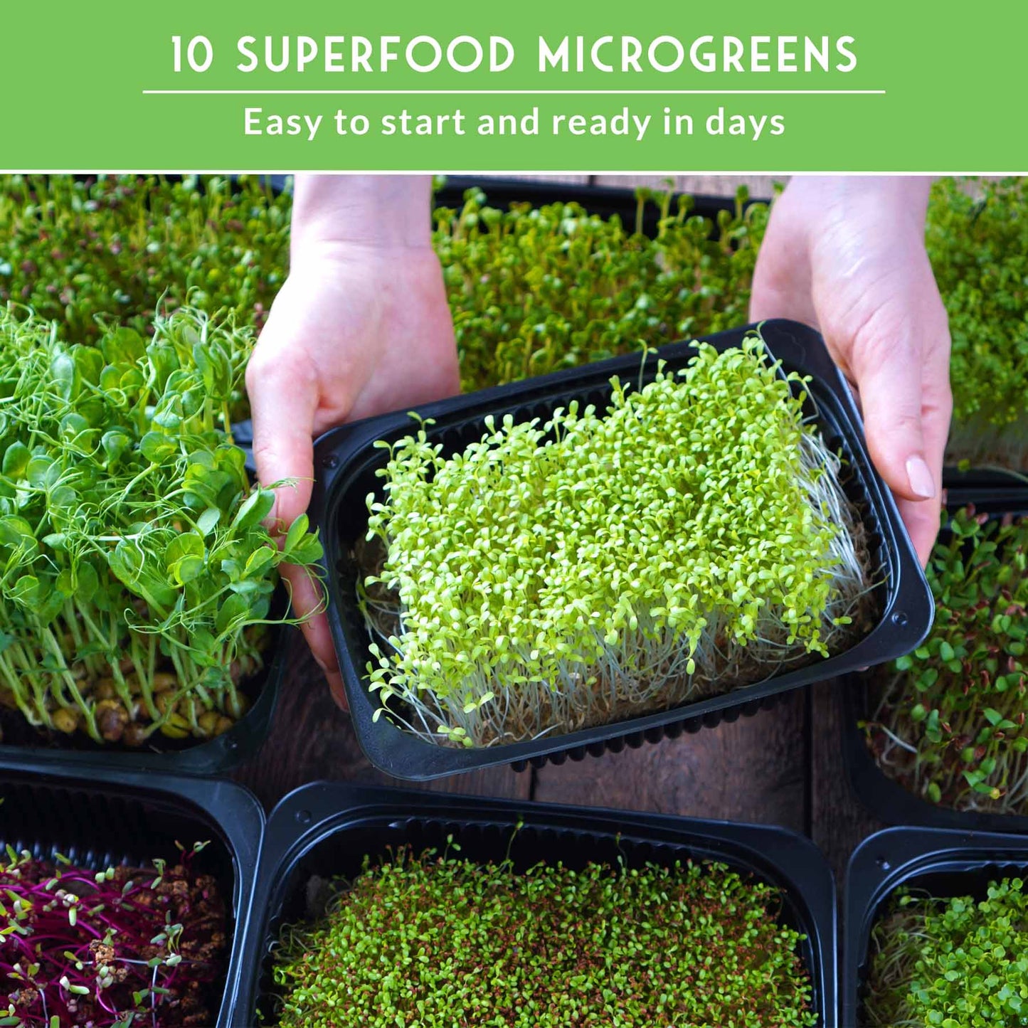 10-Variety Heirloom Microgreen Seed Pack – Non-GMO Seeds for Indoor Growing, Sprouting & Year-Round Nutrition