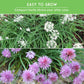 Chive Seed Collection – Common Chives & Garlic Chives for Flavorful, Pollinator-Friendly Herb Gardens