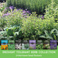 Drought-Tolerant Herb & Flower Seed Kit – 8 Full-Sun, Xeriscape-Friendly Varieties for Low-Water Gardens