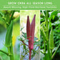 Okra Seed Collection – Red Burgundy, Clemson Spineless, and Emerald for Heat-Loving, High-Yield Summer Harvests