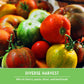 10 Tomato Seed Collection – Heirloom & Garden Favorites for Slicing, Sauces, Canning & Fresh Eating