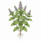 SPEARMINT (Mint) Seeds