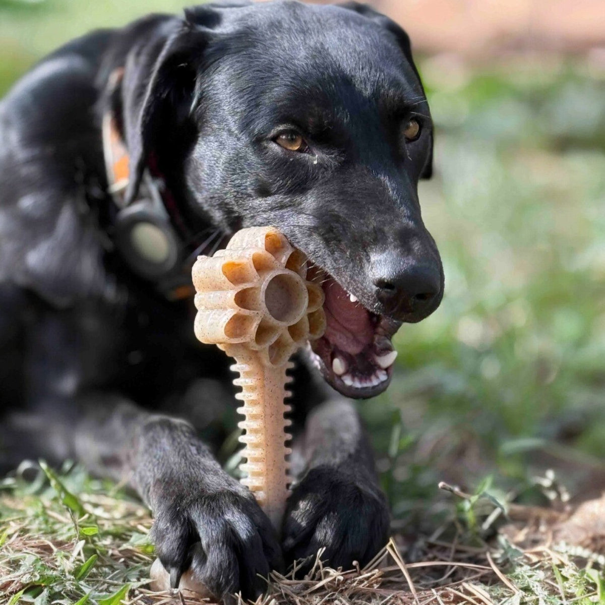 Honey Bone Dental Flower Tower - Juguete masticable para perros de nailon resistente XL | EE. UU.