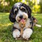 Honey Bone Dental Flower Tower - Juguete masticable para perros de nailon resistente XL | EE. UU.