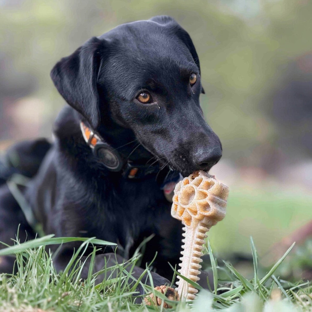 Honey Bone Dental Flower Tower - Juguete masticable para perros de nailon resistente XL | EE. UU.