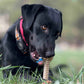 Honey Bone Dental Flower Tower - Juguete masticable para perros de nailon resistente XL | EE. UU.