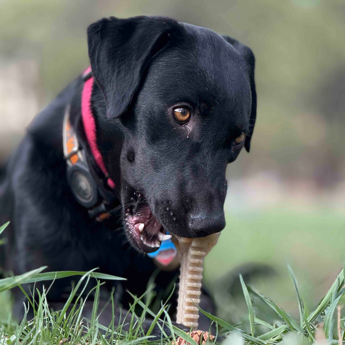 Honey Bone Dental Flower Tower - Juguete masticable para perros de nailon resistente XL | EE. UU.