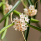 Hoya Shepherdii (not in bloom) also lovingly known as the string bean plant, for its waxy, green bean shaped leaves. Like other Hoyas, this plant will enjoy bright dappled light and high humidity. Blooms are small and pink and appear in spherical clusters.
