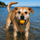 Pelota chirriante: juguete duradero para perros que emite sonido, flota, juguete para masticar | Fabricado en EE. UU.