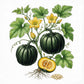 SQUASH (Buttercup) Seeds, Burgess