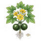 SQUASH Seeds, Zucchini Round