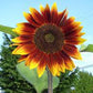 SUNFLOWER Seeds, Autumn Beauty