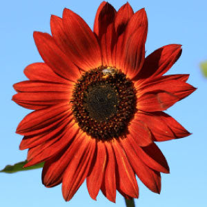 SUNFLOWER Seeds, Velvet Queen