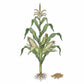 SWEET CORN Seeds, Silver King White