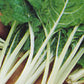 SWISS CHARD Seeds, Fordhook Giant