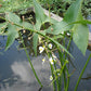 500 Sagittaria latifolia Seeds | Common Arrowhead | Native Aquatic Wildflower for Ponds, Wetlands & Pollinator Habitats