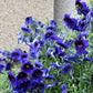 50 Organic KEW BLUE PAINTED TONGUE Salpiglossis Sinuata Velvet Trumpet Flower Seeds