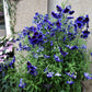 50 Organic KEW BLUE PAINTED TONGUE Salpiglossis Sinuata Velvet Trumpet Flower Seeds