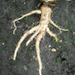 50 MAMMOTH Sandwich Island SALSIFY Tragopogon White Root Vegetable Oyster Flower Seeds