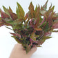 Alternanthera Rosanervig