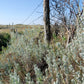 100 SILVER SAGEBRUSH Artemisia Cana Dwarf Sagebrush Silver Wormwood Herb Flower Seeds