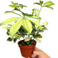 Schefflera Trinette