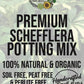 Schefflera Premium Potting Mix