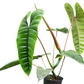 Philodendron Felix