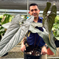 Anthurium Luxury Jungle