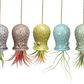 Hanging Air Plant Buddies