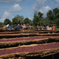 Ethiopia Buncho Honey Sidama Light Roast