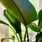 Plant Stem Supports
