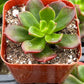 Sedeveria Letizia