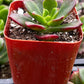 Sedeveria Letizia