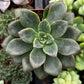 Sedum Spring Glow