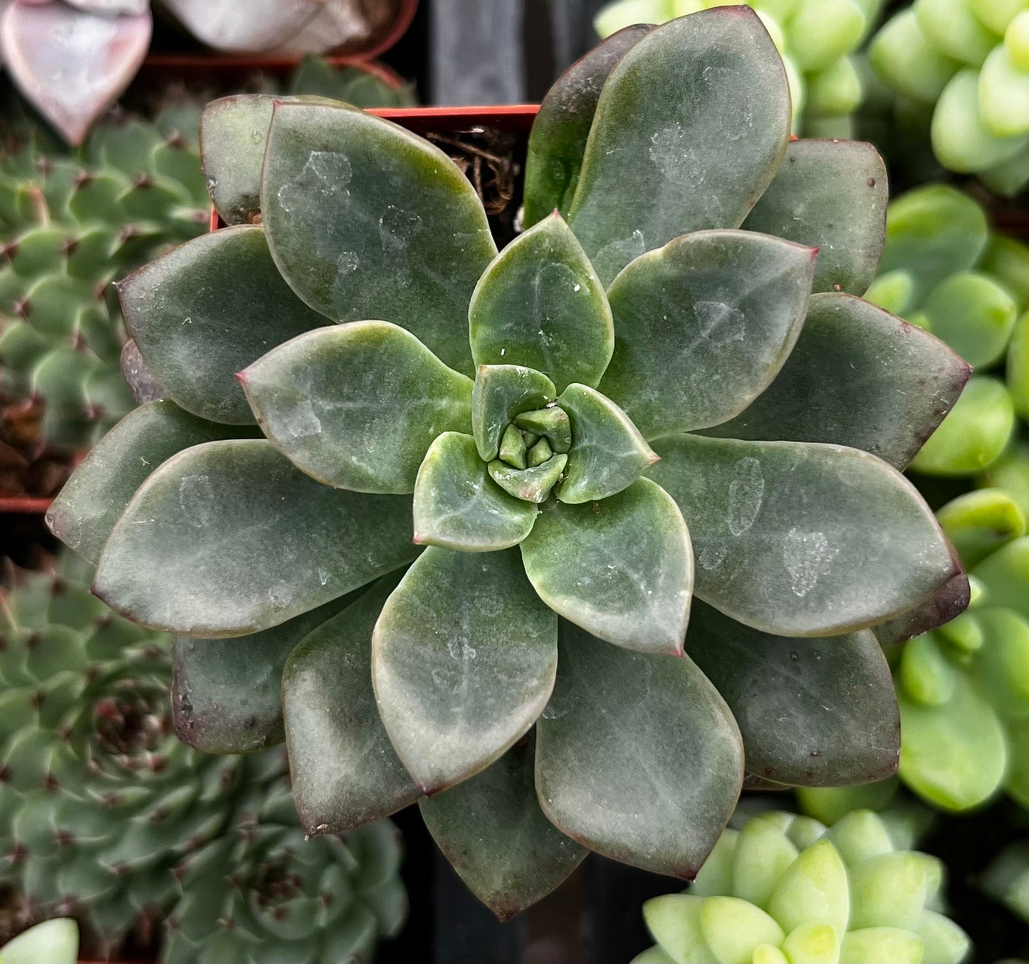 Sedum Spring Glow