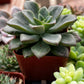 Sedum Spring Glow